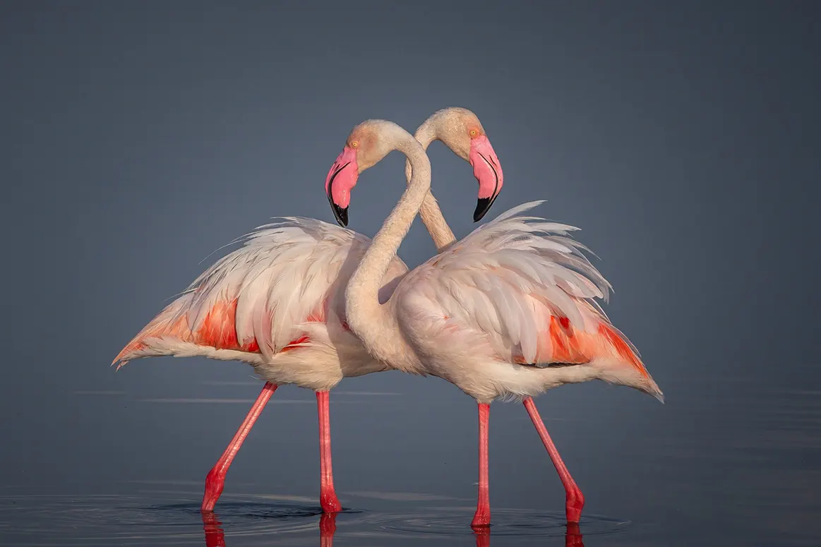 flamingo-Lake-Manyara.webp